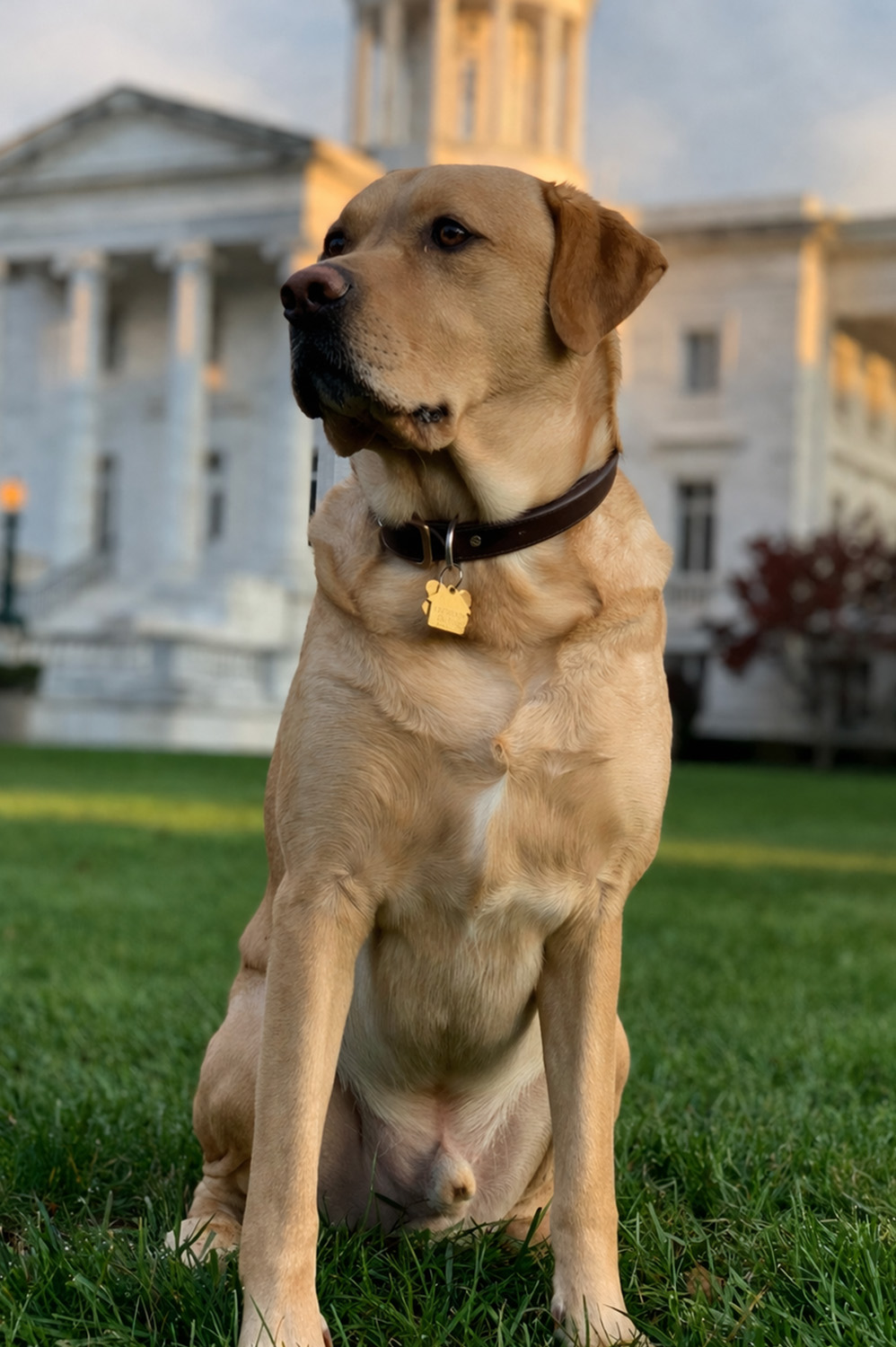 Toby, Blueprint Mental Health’s beloved yellow Lab, sitting outside in front of the Blueprint office